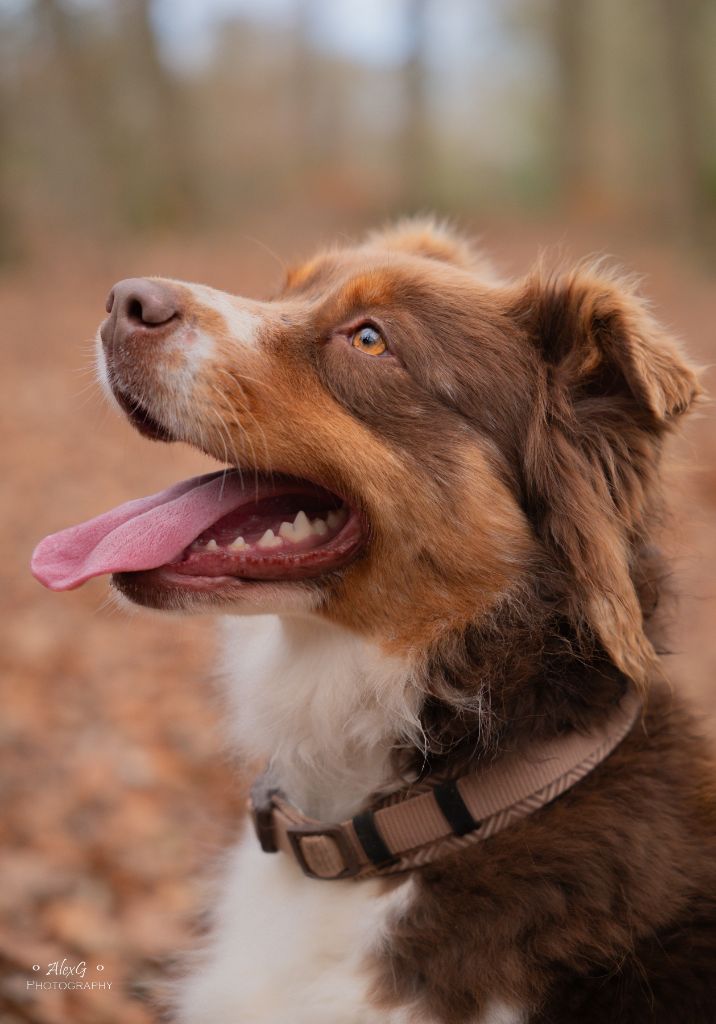 Sawyer (Sans Affixe)