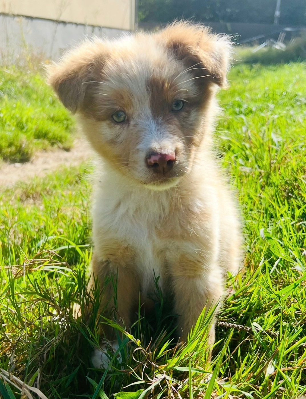 Les Tual Du Berger - Chiots disponibles - Berger Australien