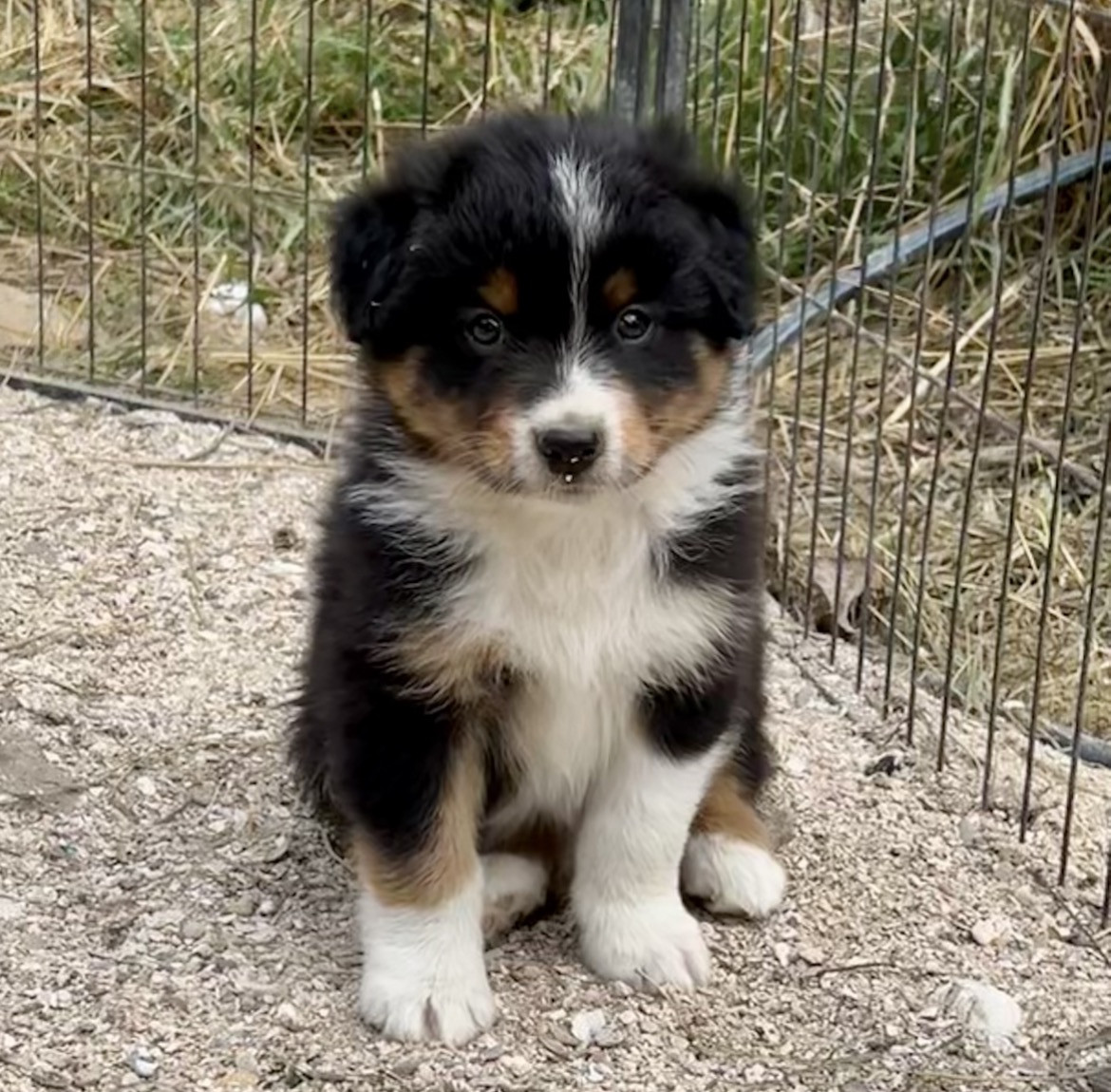 Les Tual Du Berger - Chiots disponibles - Berger Australien