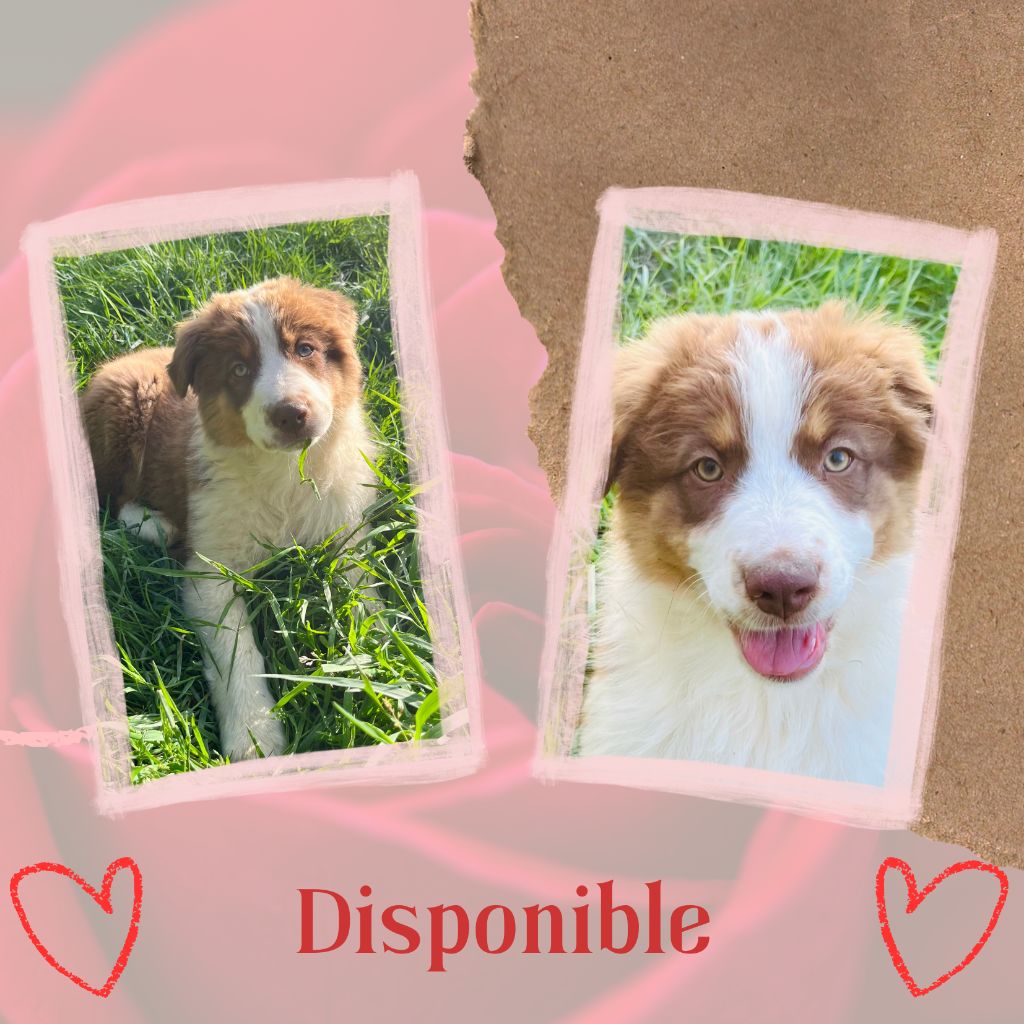 Les Tual Du Berger - Chiots disponibles - Berger Australien