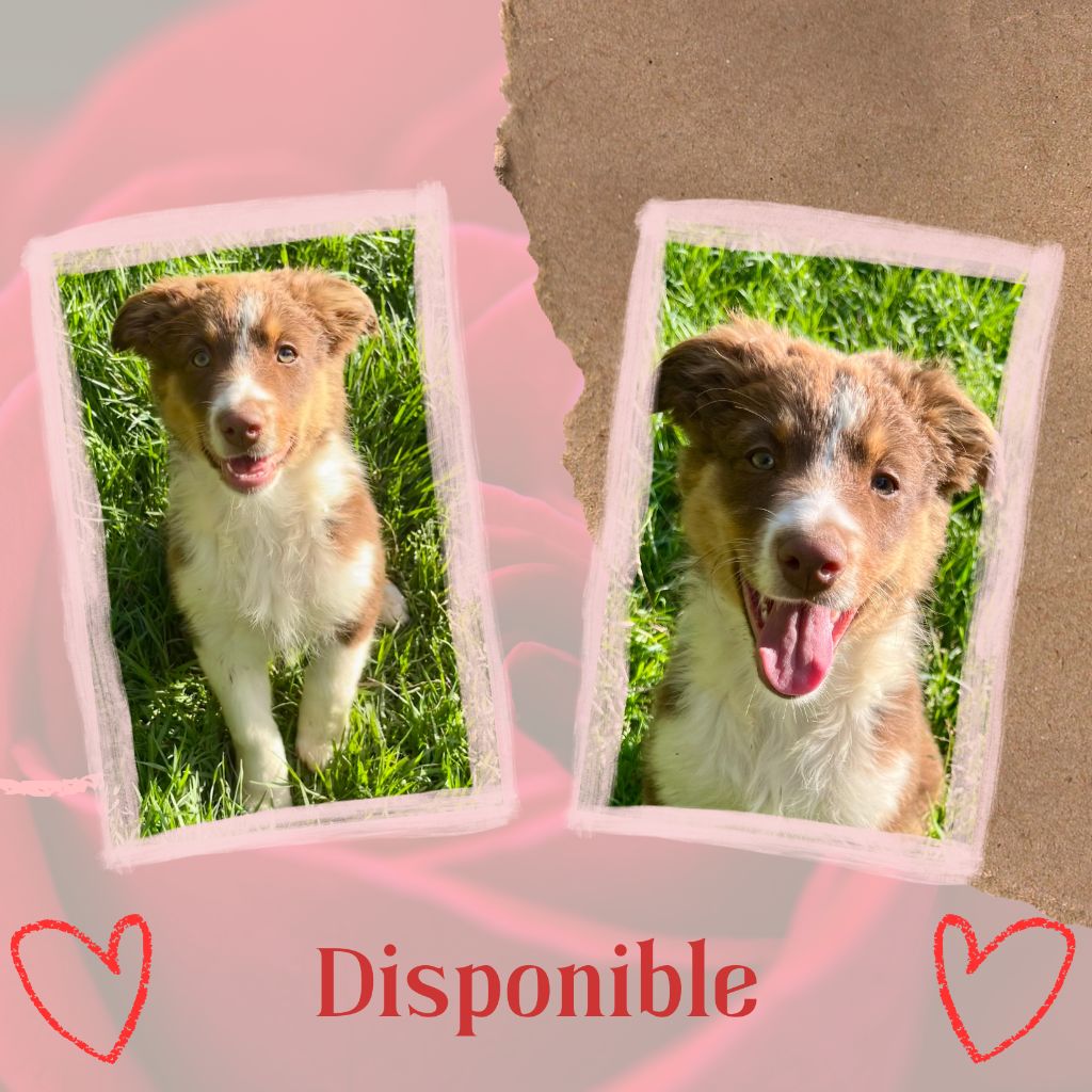 Les Tual Du Berger - Chiots disponibles - Berger Australien