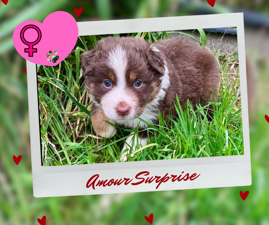 Amour Surprise