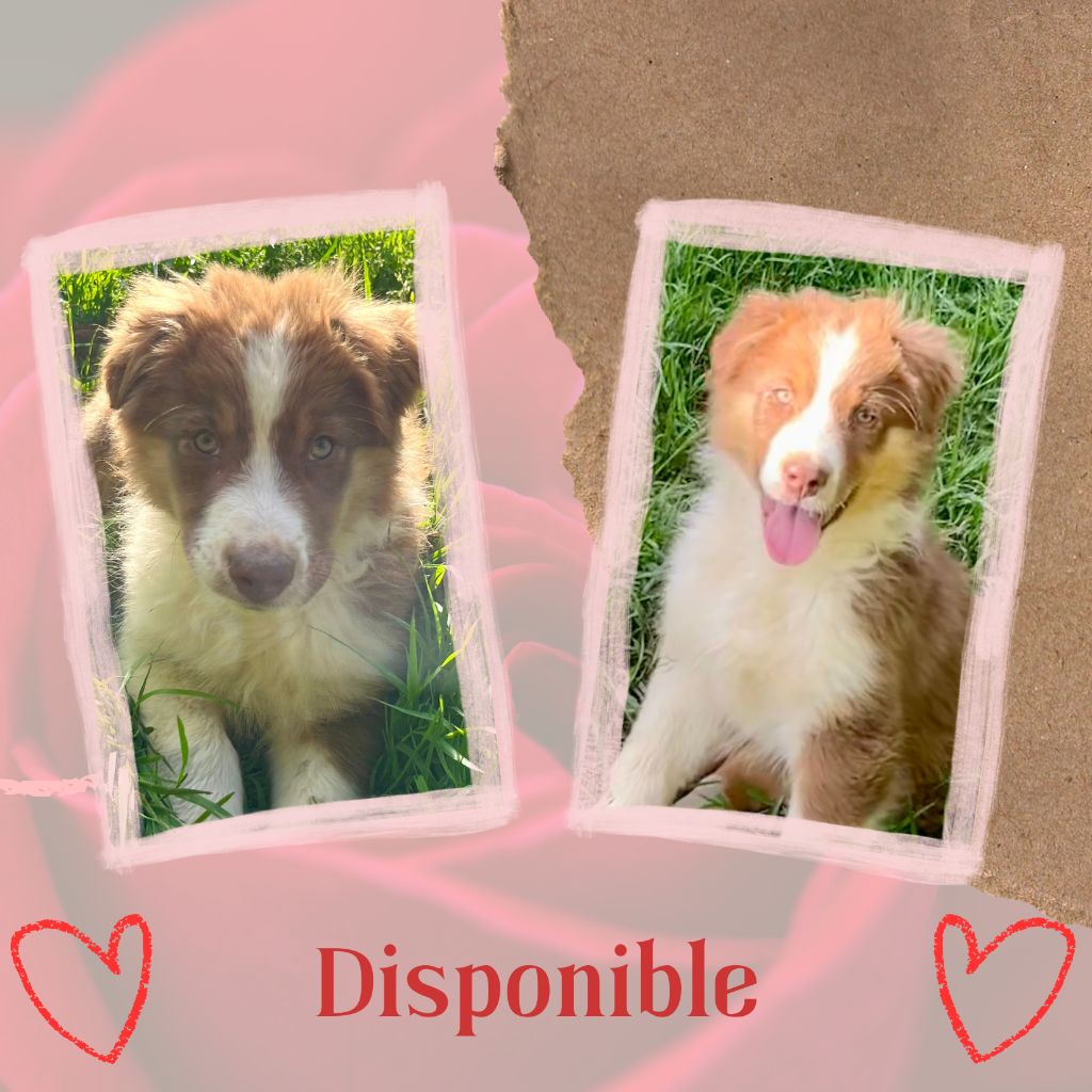 Les Tual Du Berger - Chiots disponibles - Berger Australien